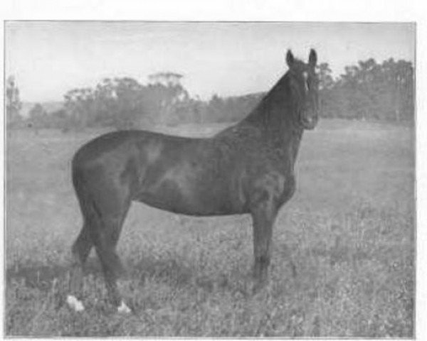 Zuchtstute Ellen (Morgan Horse, 1895, von Rocky Mountain)