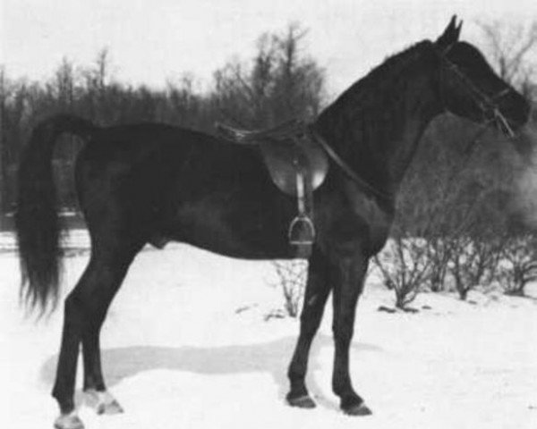 Pferd Forester (Morgan Horse, 1912, von Meteor II)