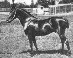 Pferd Meteor II (Morgan Horse, 1895, von Meteor)