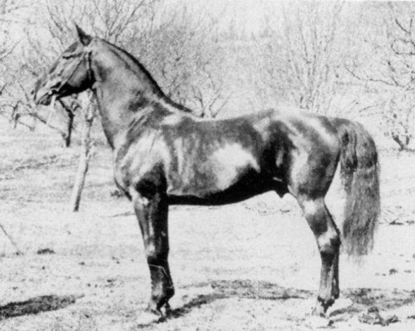 Pferd Meteor (Morgan Horse, 1883, von Young Rix)