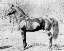 horse Meteor (Morgan Horse, 1883, from Young Rix)