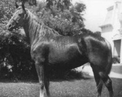 Zuchtstute Kona (Morgan Horse, 1940, von Goldfield)