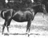 Zuchtstute Redfern (Morgan Horse, 1924, von Bennington)