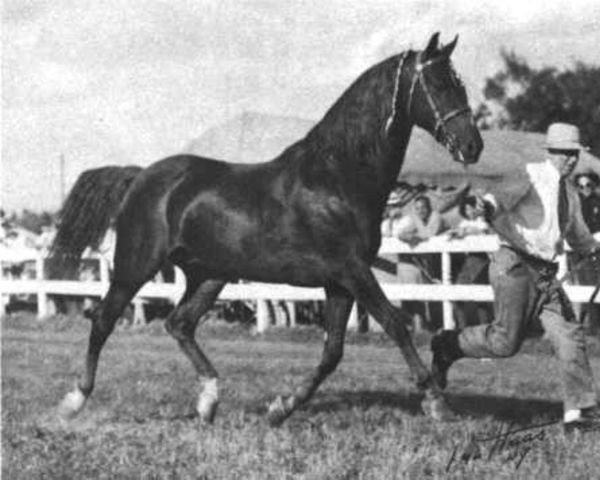 stallion Mentor (Morgan Horse, 1942, from Goldfield)