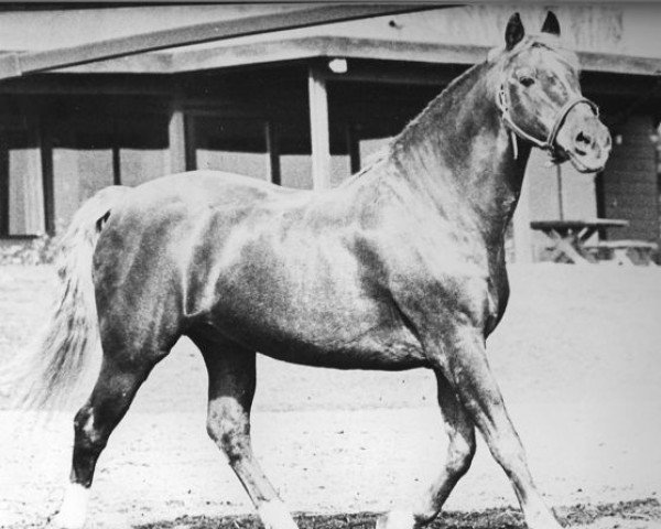 stallion Tutor (Morgan Horse, 1949, from Mentor)