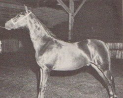 Deckhengst Orcland Royal Don (Morgan Horse,  , von Ulendon)