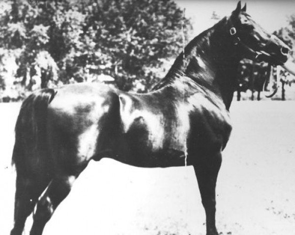 stallion Ulendon (Morgan Horse, 1933, from Ulysses)