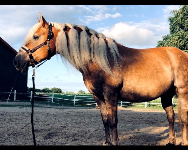 Pferd Saskia's Amy (Haflinger, 2007, von Almwind)