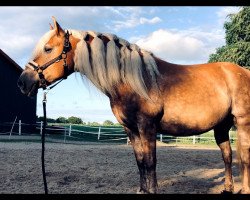 Pferd Saskia's Amy (Haflinger, 2007, von Almwind)