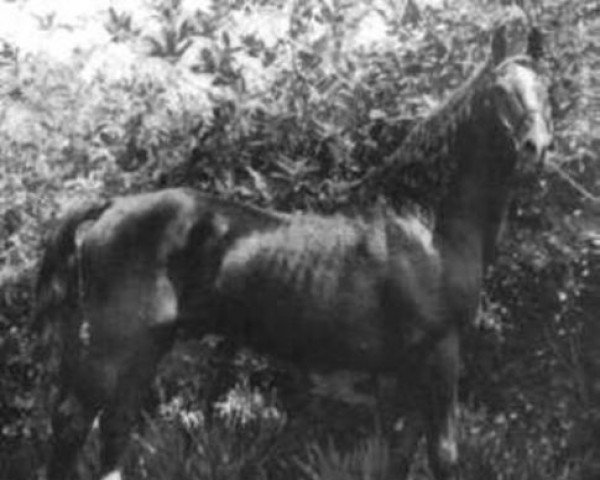 horse Ulysses (Morgan Horse, 1927, from Bennington)