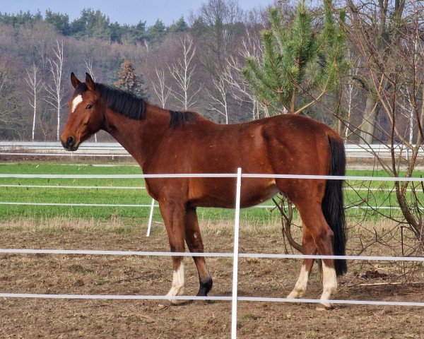 jumper Quidditsch (Hanoverian, 2018, from Qualito)