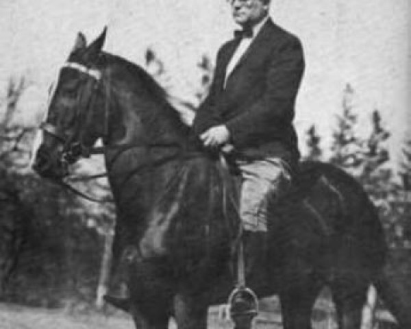 Zuchtstute Allenda (Morgan Horse, 1919, von Captain Morgan)