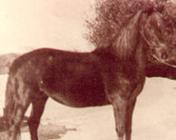 Zuchtstute Glady (Morgan Horse, 1936, von Mansfield)