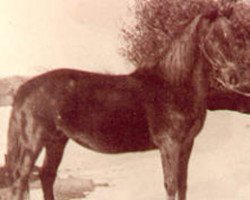 broodmare Glady (Morgan Horse, 1936, from Mansfield)