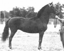 Zuchtstute Dewdrop (Morgan Horse, 1910, von General Gates)