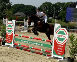 jumper Kasse (Belgian Warmblood, 2010, from Fierro van Berkenbroeck)