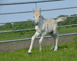 horse Tidor (Fjord Horse, 2021, from Trollfin)