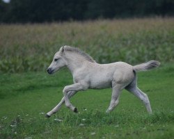 horse Tio (Fjord Horse, 2021, from Trollfin)