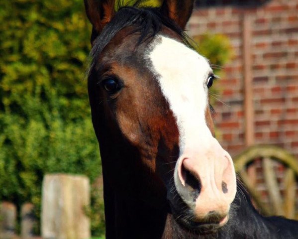 dressage horse Qhujo M (Westphalian, 2013, from Quotenkoenig 2)