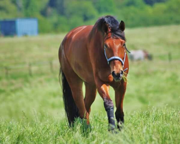 dressage horse Belcanto 48 (Hanoverian, 2012, from Belissimo NRW)
