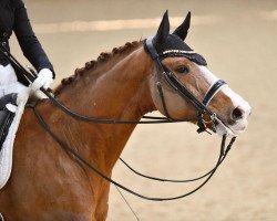 dressage horse Achilles 55 (Hanoverian, 2009, from Sancisco)