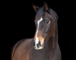 dressage horse Doniro Royal (Mecklenburg, 2019, from De Niro Gold 3)