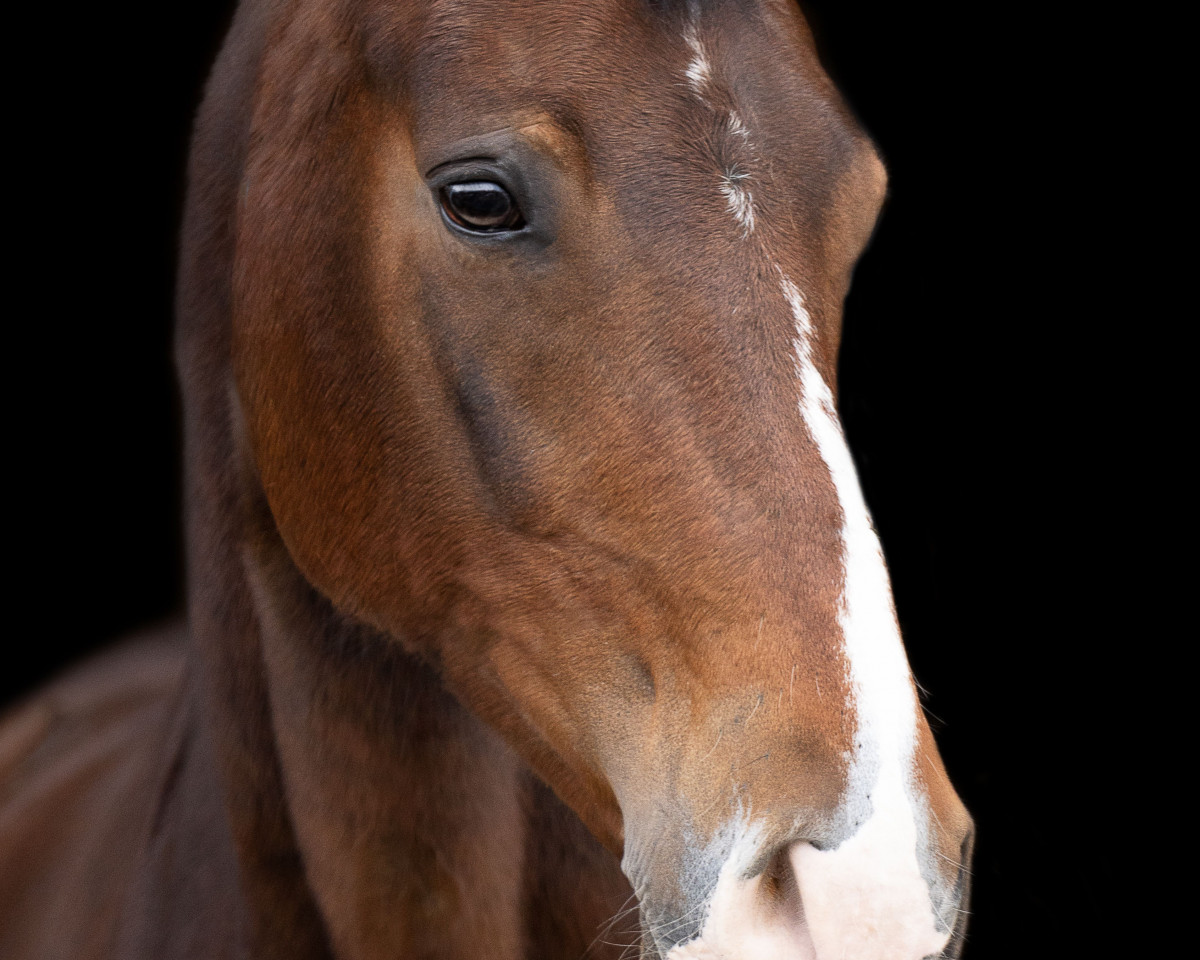 dressage horse Donnerwittchen (Hanoverian, 2003, from Dressage Royal)