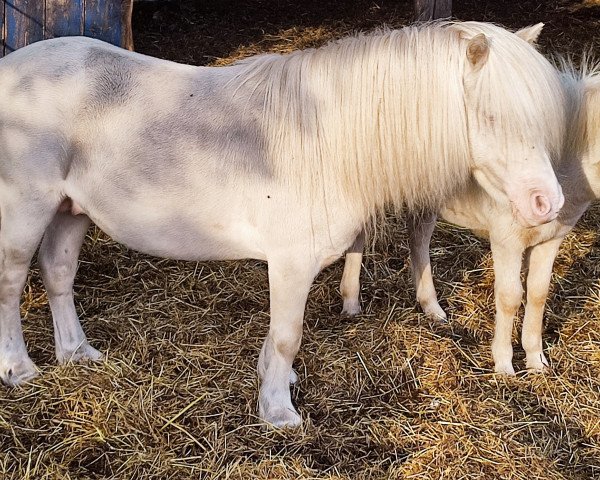 Deckhengst Prince von Warfen (Shetland Pony (unter 87 cm), 2010, von Pablo vom Kreyenbrok)