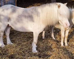 Deckhengst Prince von Warfen (Shetland Pony (unter 87 cm), 2010, von Pablo vom Kreyenbrok)