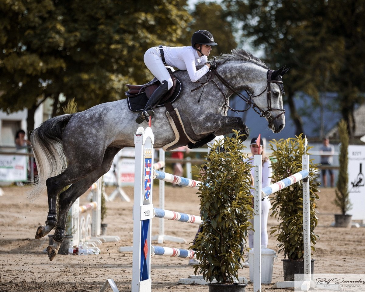 jumper Likvidantt (Oldenburg, 2012, from Landfein)