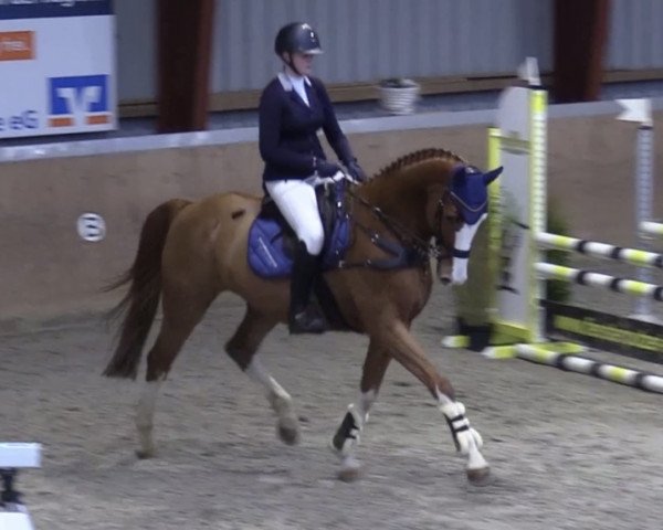 dressage horse Fittipaldi 40 (Oldenburg, 2012, from Fuechtels Floriscount OLD)