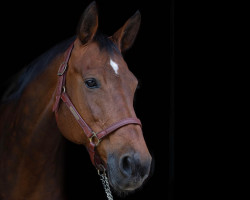 broodmare Lorsina (Oldenburg, 2001, from Lordanos)