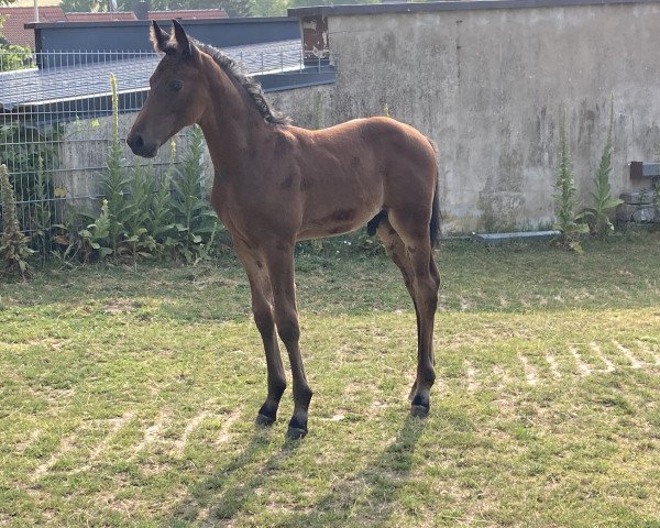 dressage horse Samy De Luxe V (Bavarian, 2022, from Niagara 34)