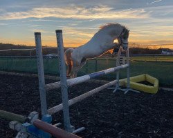 Deckhengst Dukeshill Polar Express (Welsh Mountain Pony (Sek.A), 2012, von Dukeshill Darcy)