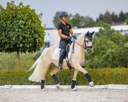 dressage horse Weidners A Million Dollar Boy (Deutsches Reitpony, 2017, from Golden Atreju)