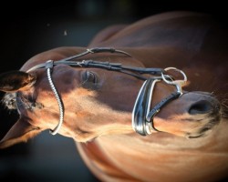 dressage horse Dr. Roman II (Oldenburger, 2016, from Dr. Jackson D)