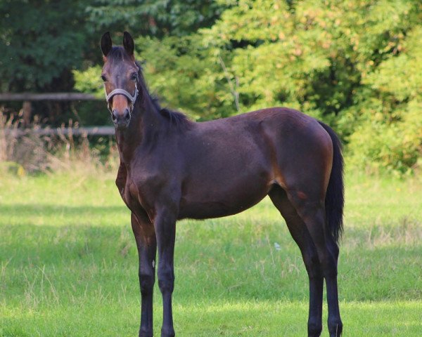 dressage horse La Primera (Oldenburg, 2022, from La Vie)