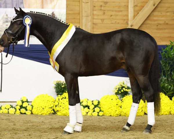 stallion Kayne (German Riding Pony, 2020, from Kent Nagano WE)