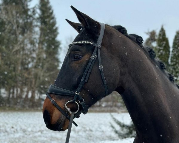 horse Ronsard de Fernelmont (Westphalian, 2018, from Rifaisos)