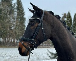 Pferd Ronsard de Fernelmont (Westfale, 2018, von Rifaisos)