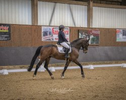 dressage horse Diarado´s Dressman (Holsteiner, 2017, from Diarado)