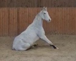 jumper Charki (German Sport Horse, 2011, from Conturio)