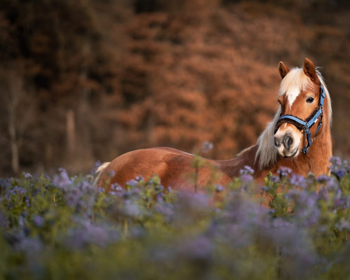 Dressurpferd Ilana (Haflinger, 2010, von Alphonso)