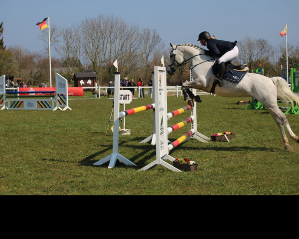 jumper Katy Perry 3 (German Riding Pony, 2011, from Proud Rocketti)