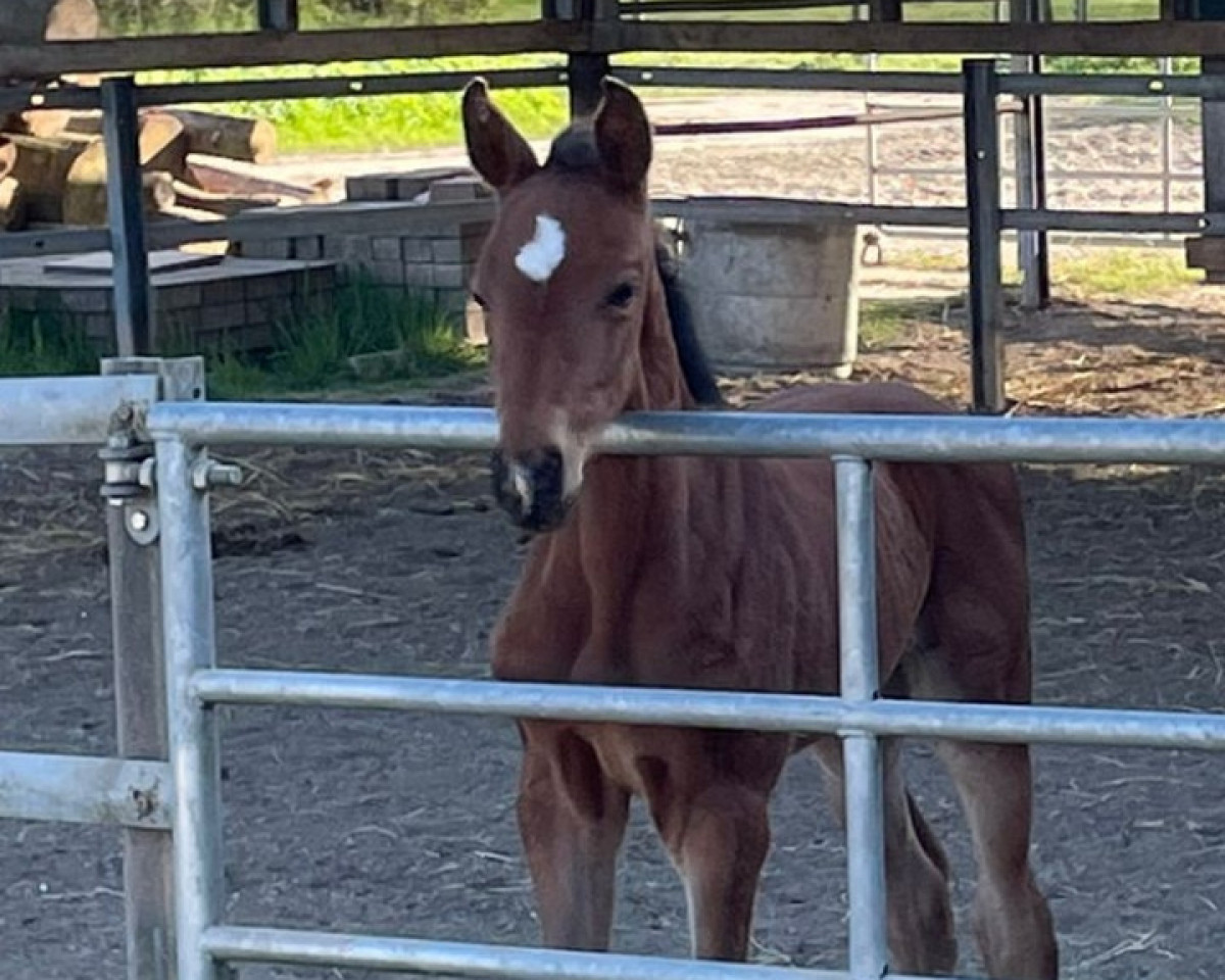 Springpferd Pamina van de Keaton (Holsteiner, 2022, von Keaton HV)