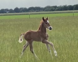 stallion von Ellings Nussnougat (German Riding Pony,  , from Heidbergs Nancho Nova)