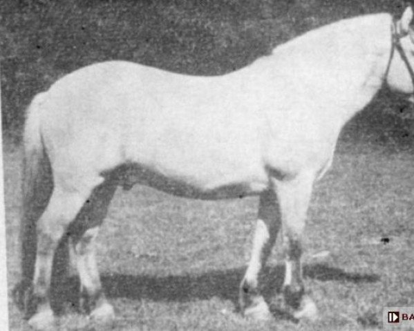 horse Czaromir (Fjord Horse, 1954, from Ringulv)