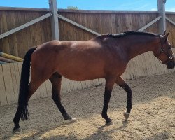 dressage horse Candy (Hanoverian, 2017, from Scolari)