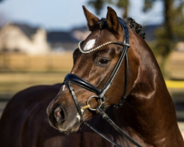 dressage horse Concept E WE (German Riding Pony, 2017, from Calido G)