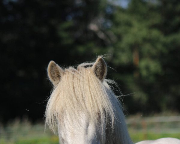 Pferd Kontra K (Shetland Pony, 2018, von Karlos)